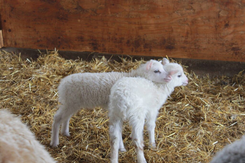 Två vita söta lamm