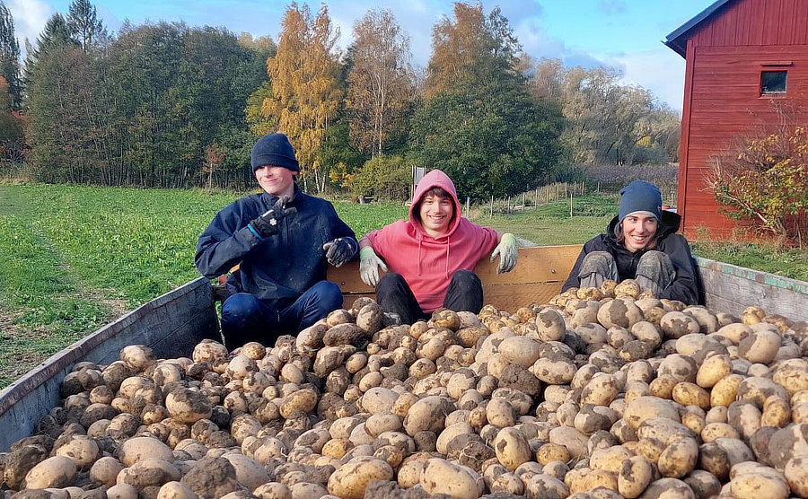 Elever på Naturbruksgymnasiet som skördar potatis